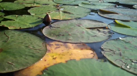 Lilly pads Stock Footage 606675