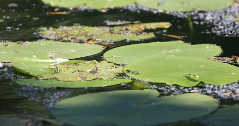 Lilly pads on a lake Stock Footage 131541504
