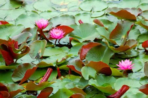 Lilly pads Stock Photos