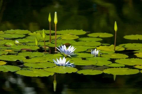 Lilly Pads Stock Photos