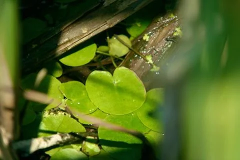 Lilly Pads Foto stock
