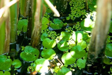 Lilly Pads Foto stock