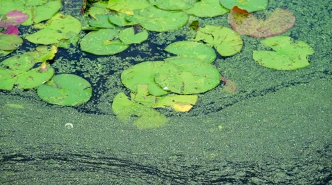 Lilly Pads &amp; Plants on a Pond Video stock 40201666