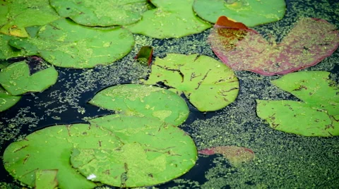 Lilly Pads &amp; Plants on a Pond Video stock 40205439