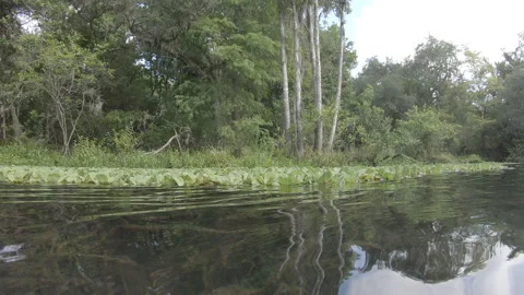 Lilly Pads on the river Stock Footage 136721111