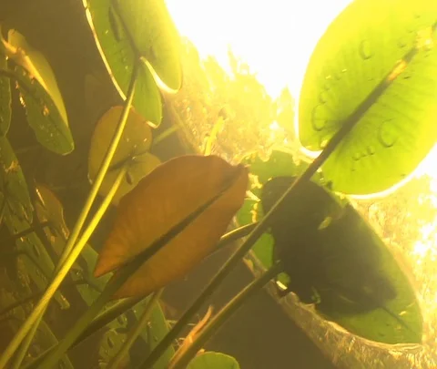 Lilly pads in the swamp Stock Footage 109174606