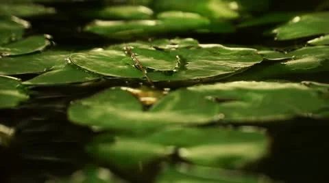 Lilly Pads in Warm Light Video stock 12303493
