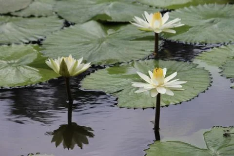 Lilly Stock Photos
