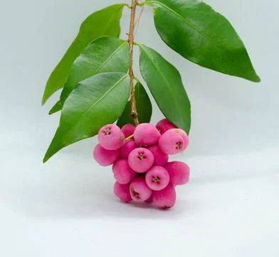 Lilly Pilly called Riberry Stock Photos
