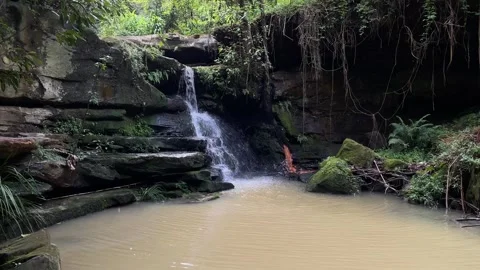 Lilly Pilly Falls Stock Footage 266456541