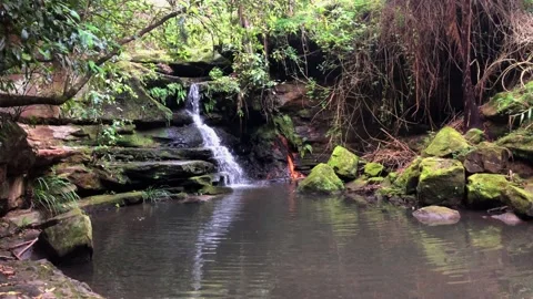 Lilly Pilly Waterfall Stock Footage 142248565