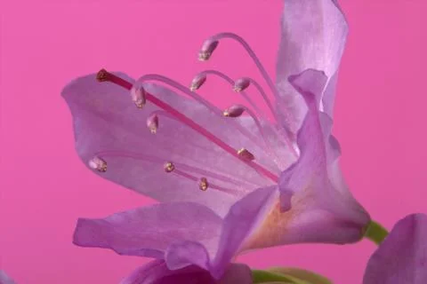 Lilly on pink Stock Photos