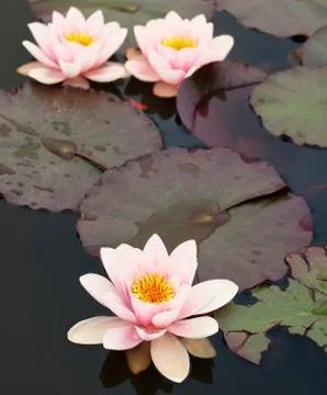 Lilly pond flower Foto stock