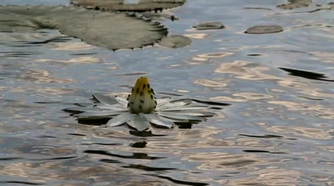 Lilly in pond Stock Footage 749934