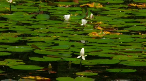 Lilly pond hdf Video stock 660645