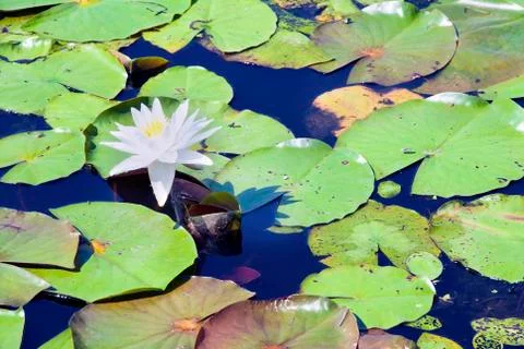 Lilly pond Stock Photos