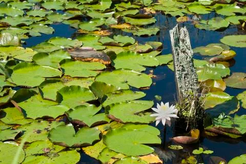 Lilly pond Stock Photos
