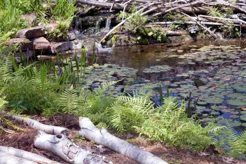 Lilly pond Foto stock