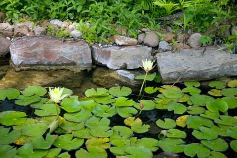 Lilly pond Foto stock