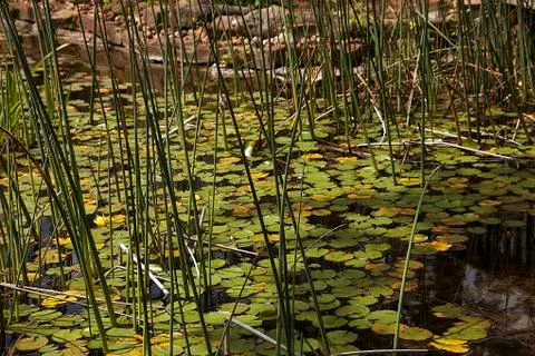 Lilly pond Foto stock