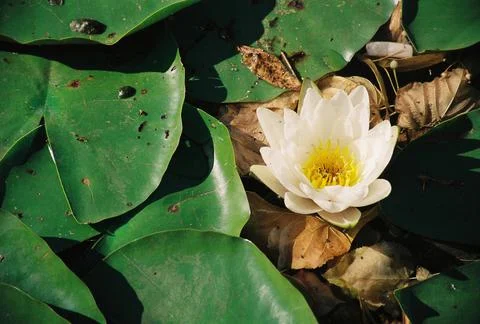 Lilly Pond Stock Photos