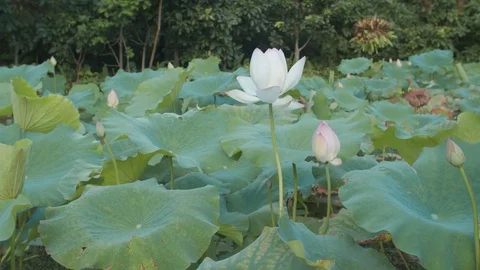 Lilly pond with a single flower Stock Footage 125411013