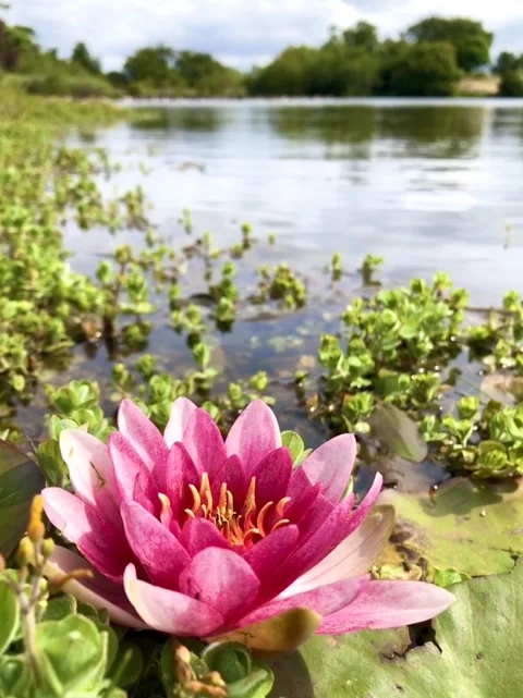 Lilly in Summertime Stock Footage 280477272