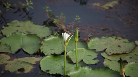 Lilly in swamp Video stock 26242715