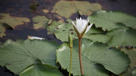 Lilly in swamp Stock Footage 26242860