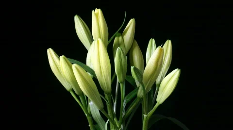 Lilly Time-Lapse Stock Footage 303071