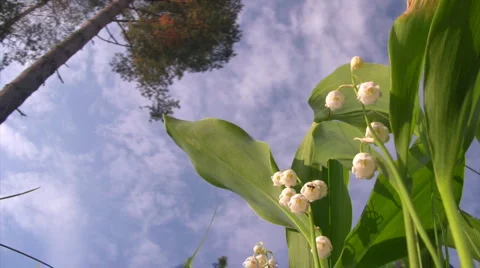 Lilly of the valley 스톡 동영상 1216240