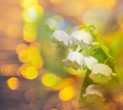 Lilly of the valley Stock Illustration