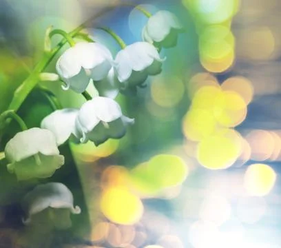 Lilly of the valley Stock Illustration