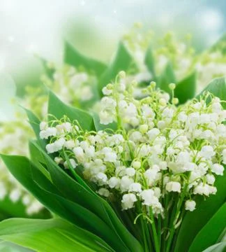 Lilly of valley Stock Photos
