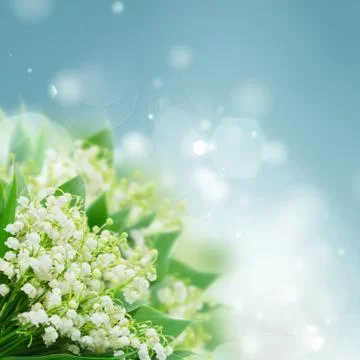 Lilly of valley Stock Photos