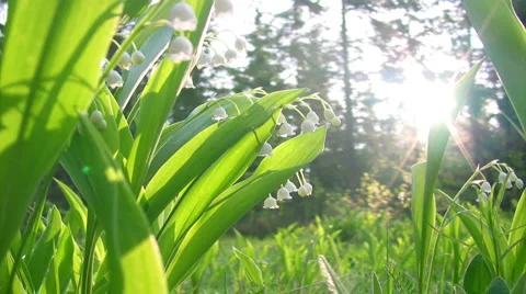 Lilly of the valley shot close up 스톡 동영상 1216247