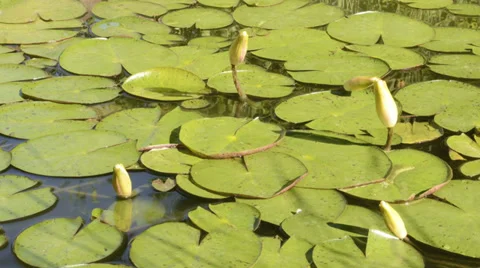 Lillys Stock Footage 32271019