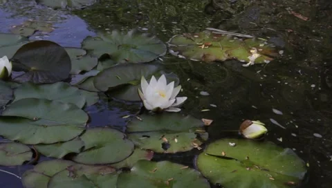 Lillys in pond Stock Footage 5278112