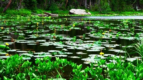 LilPads Stock Footage 280886901