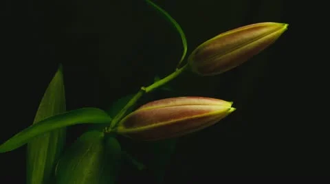 Lily 04 300D  red close up Stock Footage 11335256