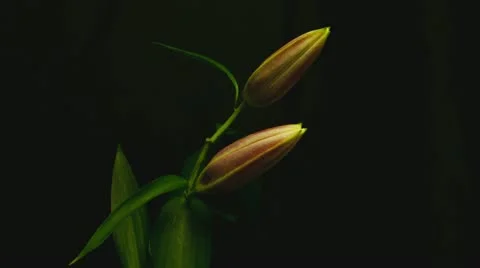 Lily 04 300D  red medium shot Stock Footage 11335255