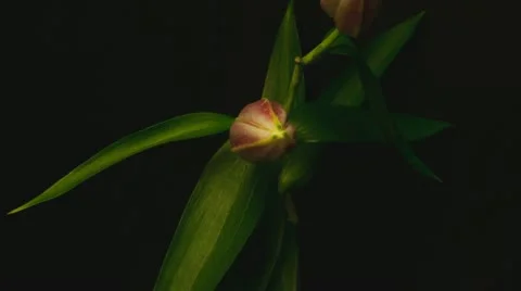 Lily 04 red close up Stock Footage 11335249