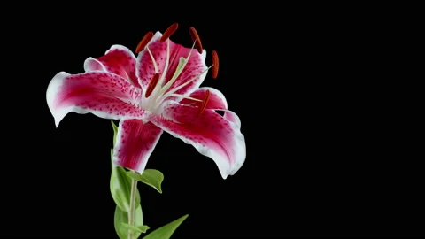 Lily 09. Pink Stargazer Lily - close up  | Stock Video