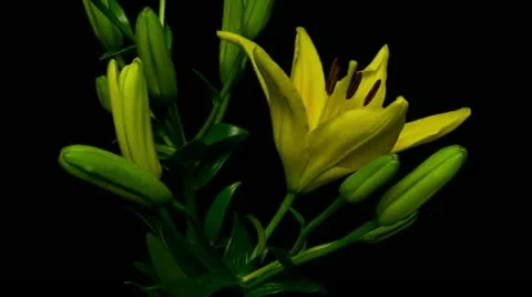 Lily 08 yellow 2 close up Stock Footage 20434054