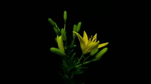 Lily 08 yellow 2 Stock Footage 20267755