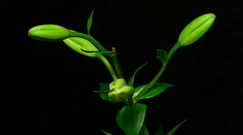 Lily 1 failed to open Stock Footage 20433897