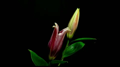 Lily 6 red Stock Footage 20272693