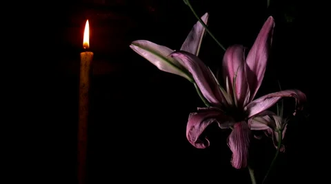 Lily and candle Stock-Footage 993624