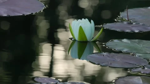 Lily and Lily Pads Floating on Peaceful Lake with Reflecting Rippling Water 動画素材 346655182
