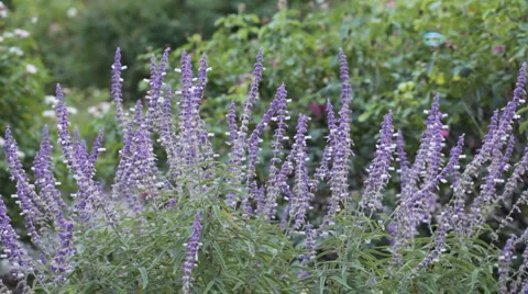 Lily balloons Stock Footage 3678525